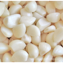 Fresh garlic in a peeling bag